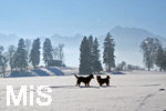 21.01.2017,  Hopfensee in Bayern, Der Hopfensee bei Fssen im Allgu ist ein beliebtes Ausflugsziel auch im Winter. Zwei Hunde stehen im hohen Schnee.