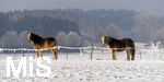 22.01.2017, Bad Wrishofen im Allgu: Winterlandschaft, Pferde auf einer Koppel. 

