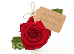 11.02.2017, am 14. Februar ist Valentinstag. Rote Rosen symbolisieren die Liebe.
 
