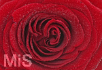 11.02.2017, am 14. Februar ist Valentinstag. Rote Rosen symbolisieren die Liebe.
 
