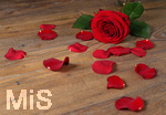 11.02.2017, am 14. Februar ist Valentinstag. Rote Rosen symbolisieren die Liebe.
  
