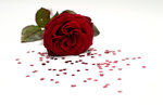 11.02.2017, am 14. Februar ist Valentinstag. Rote Rosen symbolisieren die Liebe. 
  
