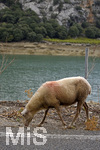 06.09.2017, Spanien, Insel Mallorca, Berglandschaft der Serra de Tramuntana,   Ein Schaf sucht sich Nahrung am Strassenrand.