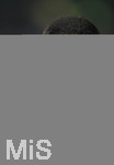 31.10.2017, Fussball UEFA Champions League 2017/2018,  Gruppenphase, 4.Spieltag, Celtic Glasgow - FC Bayern Mnchen, im Celtic-Park Stadion Glasgow, Schottland. Ex-Bayernspieler Giovane Elber am Spielfeldrand beim TV-Interview fr SKY