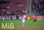 03.03.2018,  Fussball 1.Liga 2017/2018, 25.Spieltag,  FC Augsburg - TSG Hoffenheim, in der WWK-Arena Augsburg. Ein Schwarm Tauben die sich auf dem Platz niedergelassen haben wird von den Spielern aufgeschreckt.