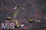 03.03.2018,  Fussball 1.Liga 2017/2018, 25.Spieltag,  FC Augsburg - TSG Hoffenheim, in der WWK-Arena Augsburg. Ein Schwarm Tauben die sich auf dem Platz niedergelassen haben wird von den Spielern aufgeschreckt.