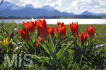 14.04.2018, Hopfensee in Bayern, Der Hopfensee bei Fssen im Allgu,  Tulpen erblicken die Sonne am Ufer bei Hopfen am See.