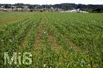 08.06.2018, Ein Maisfeld bei Bad Wrishofen im Allgu, durch das trockene Wetter wachsen die Pflanzen auf dem Maisfeld nur langsam.
