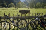 10.10.2018, Hinterstein im Allgu im Herbst,  Radtour durch das Ostrachtal. Eine Kuhherde grast im Morgendunst auf der Weide. 