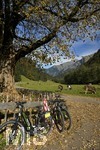 10.10.2018, Hinterstein im Allgu im Herbst,  Radtour durch das Ostrachtal. Eine Kuhherde grast auf der Weide. 