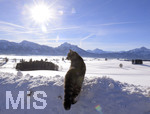 16.01.2019, Winterlandschaft bei Fssen im Allgu.   Eine Katze geniesst den Panoramablick ins Tal von einem hohen Schneehaufen am Strassenrand.