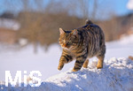 16.01.2019, Winterlandschaft bei Fssen im Allgu.  Panoramablick ins Tal. Eine Katze traut sich auf die hohen Schneehaufen am Strassenrand. 