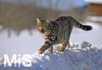 16.01.2019, Winterlandschaft bei Fssen im Allgu.  Panoramablick ins Tal. Eine Katze traut sich auf die hohen Schneehaufen am Strassenrand. 