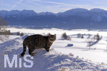 16.01.2019, Winterlandschaft bei Fssen im Allgu.  Panoramablick ins Tal mit den Alpengipfeln im Sden.  Eine Katze beobachtet den Fotografen.