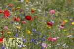 11.07.2019, EIne Blumenwiese aus Blumensamen-Mischung in einem Garten in Stetten im Unterallgu blht herrlich. Mit Mohnblumen, Kornblumen 