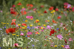 11.07.2019, EIne Blumenwiese aus Blumensamen-Mischung in einem Garten in Stetten im Unterallgu blht herrlich. Mit Mohnblumen, Kornblumen 