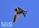 18.09.2019,  Schwalben (Hirundinidae) versammeln sich auf einer Hausantenne in Bad Wrishofen.  Schwalbe im Flug.