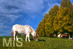 15.10.2019, Herbstimpressionen in Bad Wrishofen im Allgu,  Pony grast in einer Wiese am Stadtrand.


