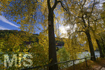 14.10.2019, Fssen im Allgu im Herbstlichen Licht, Bume mit farbigem Herbstlaub am Lech. 
