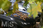21.10.2019, Herbst in Bad Wrishofen im Unterallgu.  Auf einem Auto liegen Bltter die von einem Baum gefallen sind.