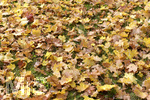 21.10.2019, Herbst in Bad Wrishofen im Unterallgu. Kurpark.  Der Boden ist von Blttern bedeckt.