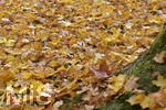 21.10.2019, Herbst in Bad Wrishofen im Unterallgu. Kurpark.  Der Boden ist von Blttern bedeckt.