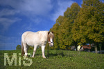 21.10.2019, Herbst in Bad Wrishofen im Unterallgu.  Pony auf der Weide.