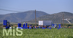 15.01.2020,  La Manga, Spanien.  Gemseproduktion, Arbeiter mit Migrationshintergrund ernten auf einem Feld das Gemse.  