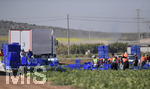15.01.2020,  La Manga, Spanien.  Gemseproduktion, Arbeiter mit Migrationshintergrund ernten auf einem Feld das Gemse. 
