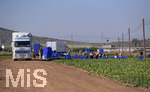 15.01.2020,  La Manga, Spanien.  Gemseproduktion, Arbeiter mit Migrationshintergrund ernten auf einem Feld das Gemse.  