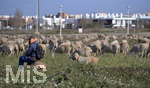 15.01.2020,  La Manga, Spanien. Auf einem Grundstck grast eine Herde Schafe.