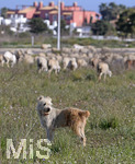 15.01.2020,  La Manga, Spanien. Auf einem Grundstck grast eine Herde Schafe, der Hund des Schfers passt gut darauf auf.