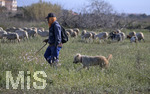15.01.2020,  La Manga, Spanien. Auf einem Grundstck grast eine Herde Schafe.