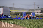 15.01.2020,  La Manga, Spanien.  Gemseproduktion, Arbeiter mit Migrationshintergrund ernten auf einem Feld das Gemse.