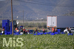 15.01.2020,  La Manga, Spanien.  Gemseproduktion, Arbeiter mit Migrationshintergrund ernten auf einem Feld das Gemse.