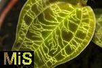 04.03.2024, Blumen Gilg in Buchloe, Macodes Petola (Juwelorchidee), eine bemerkenswerte Zimmerpflanze mit schimmernden Blatt-Adern.  Dieses Muster verleiht der Pflanze ein Juwel-hnliches Aussehen. 