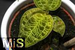 04.03.2024, Blumen Gilg in Buchloe, Macodes Petola (Juwelorchidee), eine bemerkenswerte Zimmerpflanze mit schimmernden Blatt-Adern.  Dieses Muster verleiht der Pflanze ein Juwel-hnliches Aussehen. 
