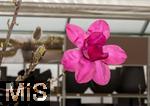 04.03.2024, Blumen Gilg in Buchloe,  amaryllis blte