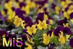 04.03.2024, Blumen Gilg in Buchloe, Violas (Veilchen, Stiefmtterchen)