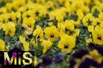 04.03.2024, Blumen Gilg in Buchloe, Violas (Veilchen, Stiefmtterchen)