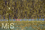 25.05.2019, Fussball DFB-Pokalfinale 2019, RB Leipzig - FC Bayern Mnchen, im Olympiastadion Berlin, der FC Bayern Mnchen feiert den Gewinn des DFB Pokal, Goldene Luftschlangen fallen vom Stadiondach auf den Platz.

 
