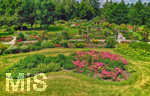 14.07.2019, Sommer in Bad Wrishofen im Unterallgu. Kurpark.  Die Rosenbeete stehen in voller Blte. Mehr als 6.000 Rosenstcke betren die Sinne im Sommer.
