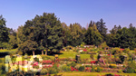 14.07.2019, Sommer in Bad Wrishofen im Unterallgu. Kurpark.  Die Rosenbeete stehen in voller Blte. Mehr als 6.000 Rosenstcke betren die Sinne im Sommer.