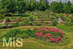 14.07.2019, Sommer in Bad Wrishofen im Unterallgu. Kurpark.  Die Rosenbeete stehen in voller Blte. Mehr als 6.000 Rosenstcke betren die Sinne im Sommer.