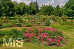 14.07.2019, Sommer in Bad Wrishofen im Unterallgu. Kurpark.  Die Rosenbeete stehen in voller Blte. Mehr als 6.000 Rosenstcke betren die Sinne im Sommer.