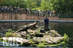27.08.2019, Tiergarten Nrnberg, Seehunde im Tierpark Nrnberg bei einer Ftterung.