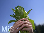 24.02.2020, Frischer Brlauch in de Saisonalen Kche. Frau hlt ein Bndel frisch gepflckter Brlauch-Bltter in der Hand. Modelreleased!