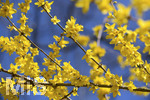 24.02.2020, Kurpark Bad Wrishofen, Die Frhlingsblher stehen in voller Pracht, Forsythie (Forsythia)