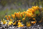 24.02.2020, Kurpark Bad Wrishofen, Die Frhlingsblher stehen in voller Pracht, Krokusse (Crocus)