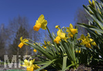 24.02.2020, Kurpark Bad Wrishofen, Die Frhlingsblher stehen in voller Pracht, hier die Osterglocken, Gelbe Narzisse (Narcissus pseudonarcissus),
